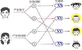 生男生生女生|生男生女的概率真的一样吗？